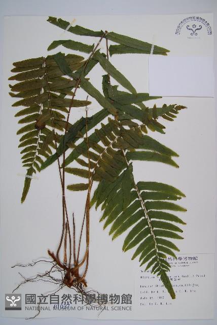 虎克氏鱗蓋蕨藏品圖，第1張