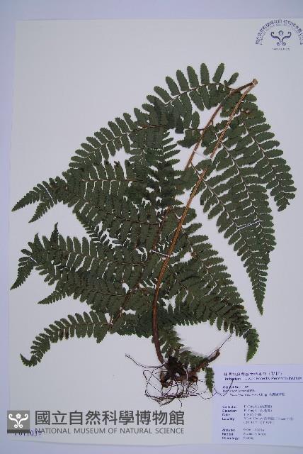 毛囊鱗蓋蕨藏品圖，第1張