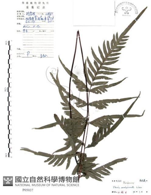 半邊羽裂鳳尾蕨藏品圖，第1張