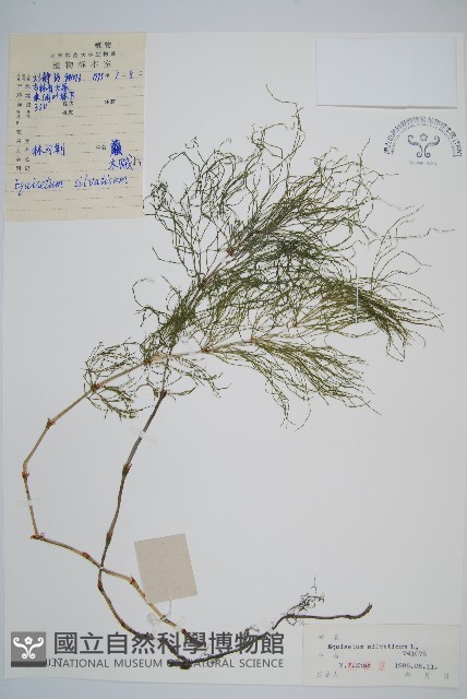 登錄號:P004037藏品圖，第1張