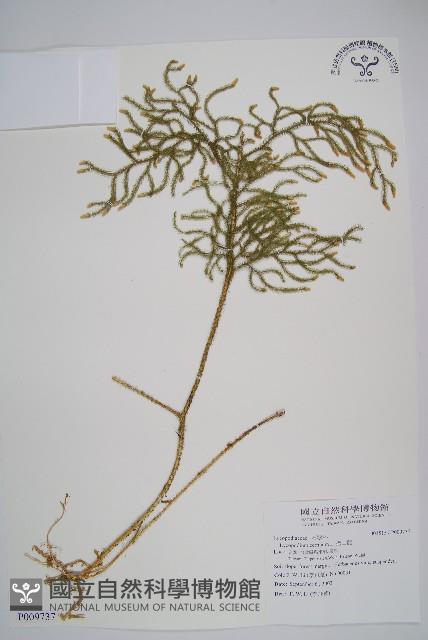 過山龍藏品圖，第1張