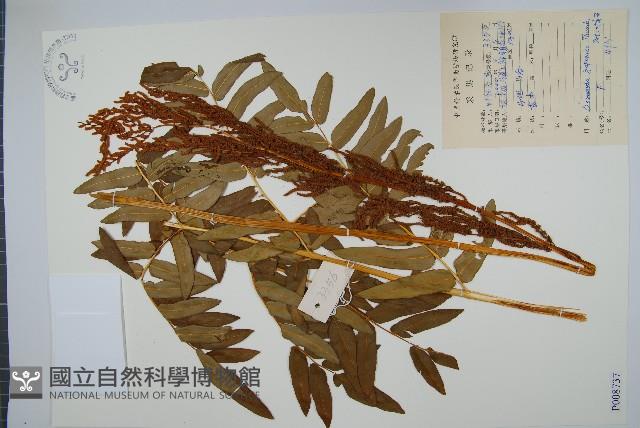 紫萁藏品圖，第1張