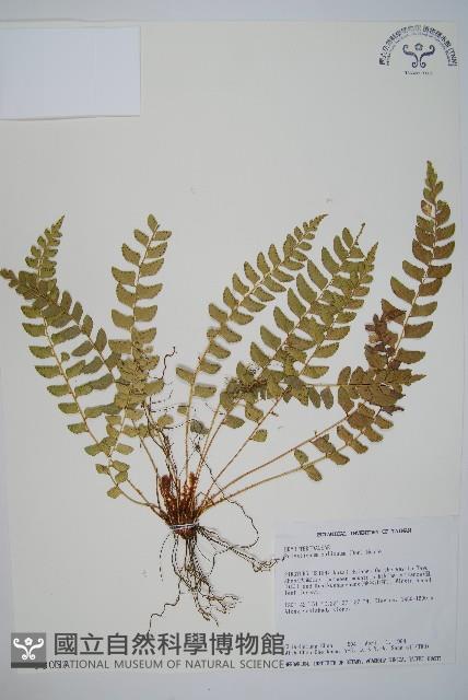 知本耳蕨藏品圖，第1張