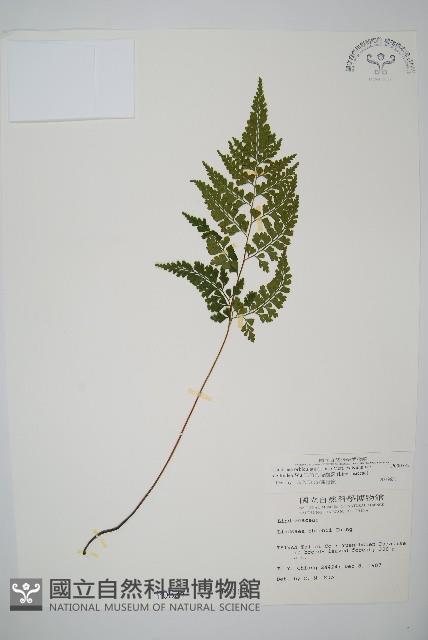 三角葉陵齒蕨藏品圖，第1張