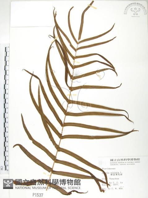 鱗蓋鳳尾蕨藏品圖，第1張