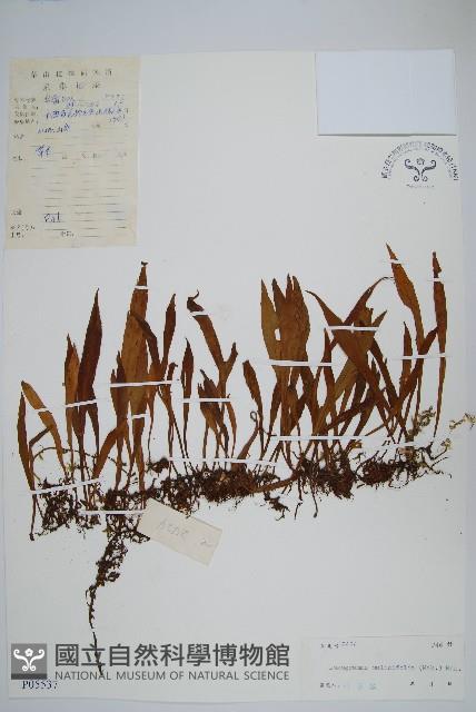 柳葉劍蕨藏品圖，第1張