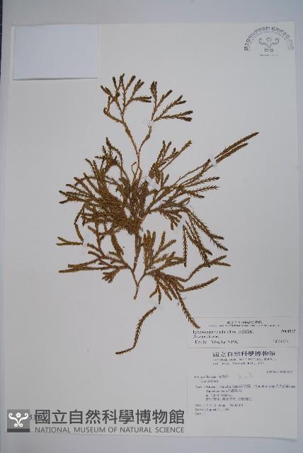 玉山石松藏品圖，第1張