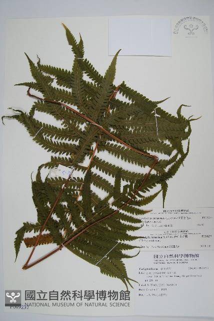 密毛毛蕨藏品圖，第1張