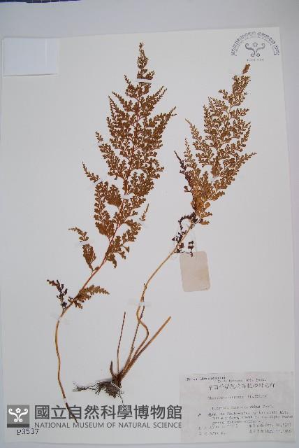 烏蕨藏品圖，第1張