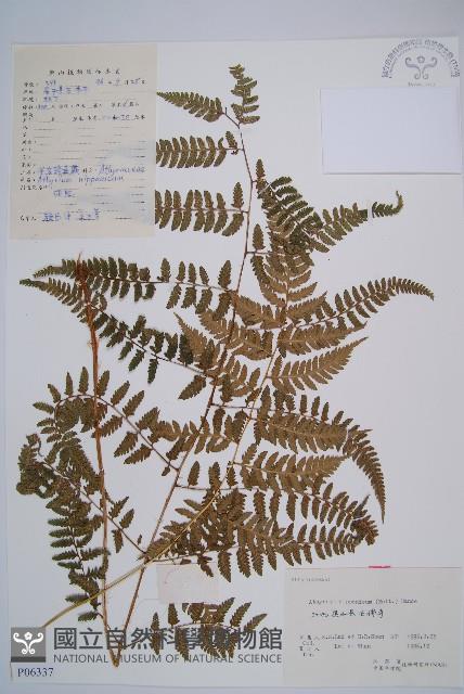 日本蹄蓋蕨藏品圖，第1張