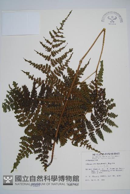 川上氏雙蓋蕨藏品圖，第1張