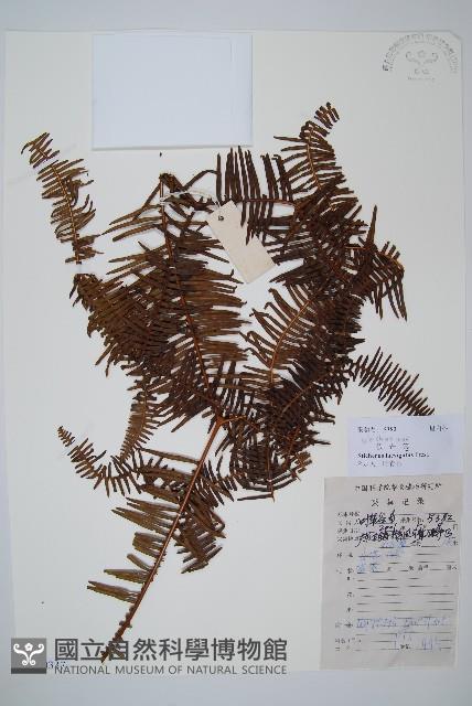 假芒萁藏品圖，第1張