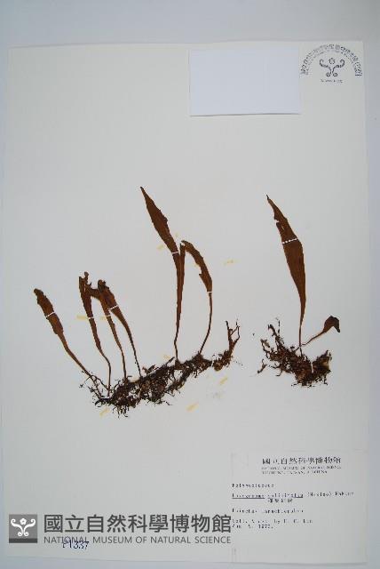 柳葉劍蕨藏品圖，第1張