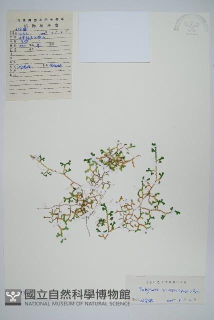 中華卷柏藏品圖，第1張