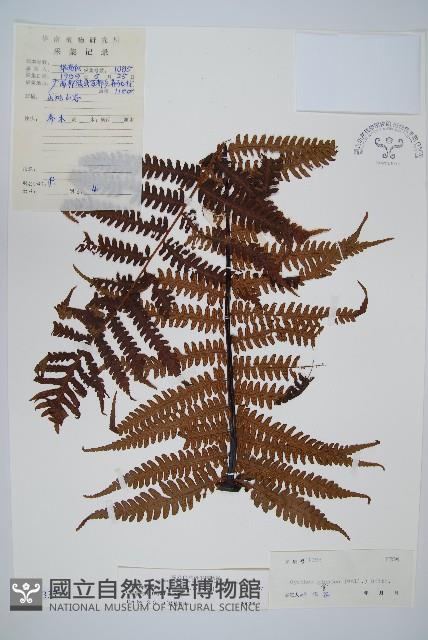 大葉黑桫欏藏品圖，第1張