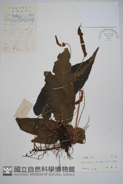 單葉新月蕨藏品圖，第1張