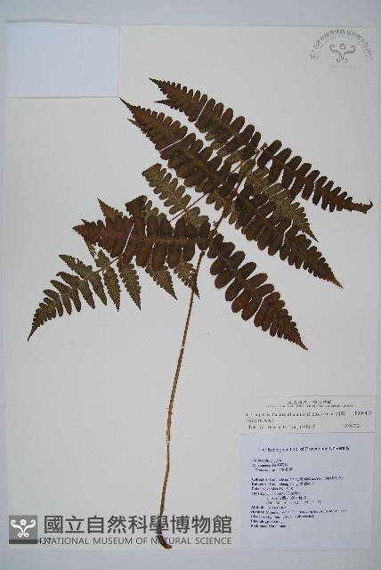 貞蕨藏品圖，第1張