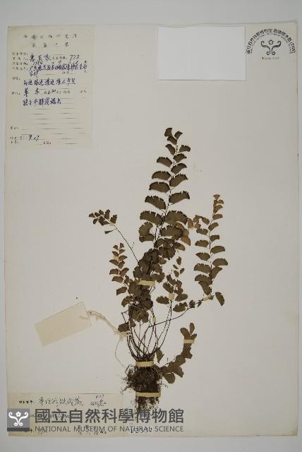 半月形鐵線蕨藏品圖，第1張