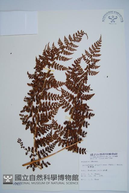 魚鱗蕨藏品圖，第1張