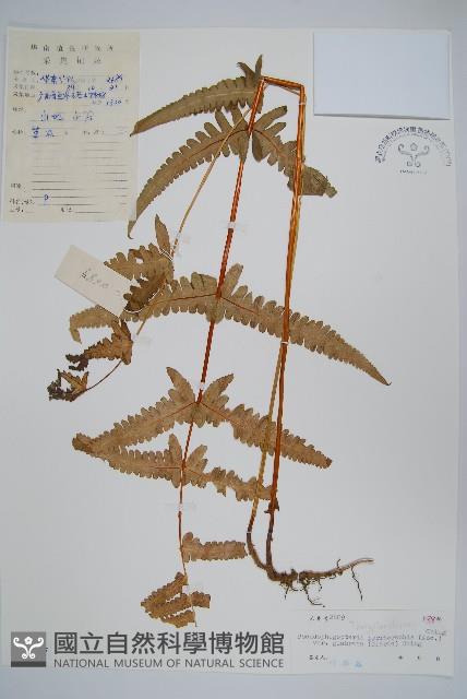 登錄號:P004637藏品圖，第1張