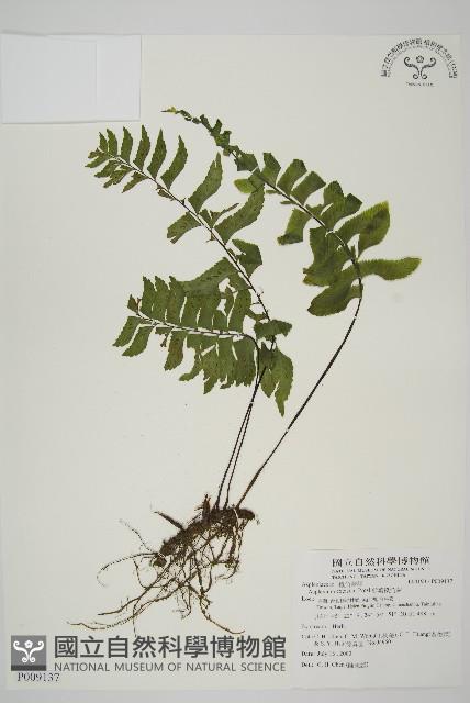 剪葉鐵角蕨藏品圖，第1張