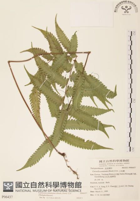 毛蕨藏品圖，第1張