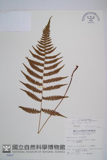 假蹄蓋蕨、東洋蹄蓋蕨藏品圖，第1張