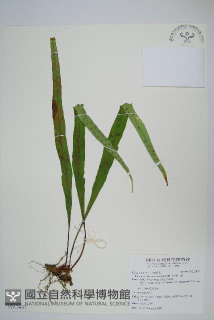 粵瓦葦藏品圖，第1張