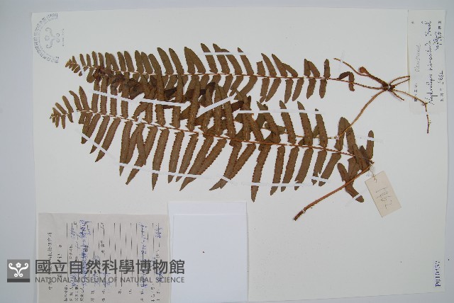 毛葉腎蕨藏品圖，第1張