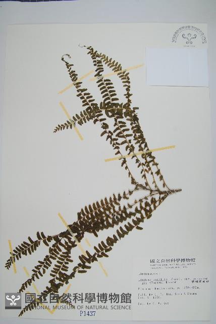 攀緣陵齒蕨、攀緣鱗始蕨藏品圖，第1張