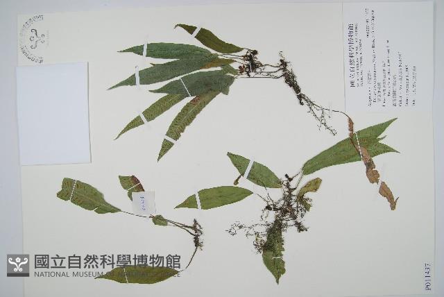 單葉雙蓋蕨藏品圖，第1張