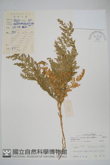 密葉卷柏藏品圖，第1張