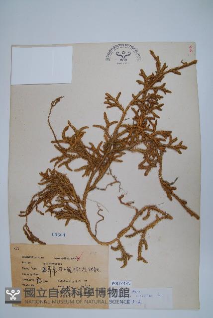 石松藏品圖，第1張