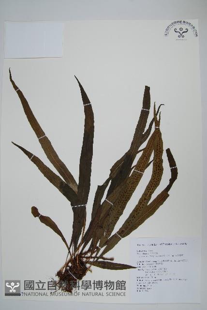 波氏星蕨藏品圖，第1張