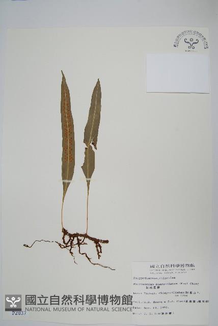 波氏星蕨藏品圖，第1張