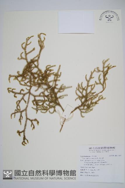 過山龍藏品圖，第1張