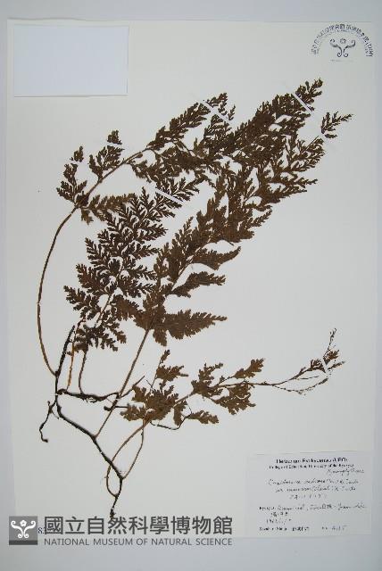 南海瓶蕨藏品圖，第1張