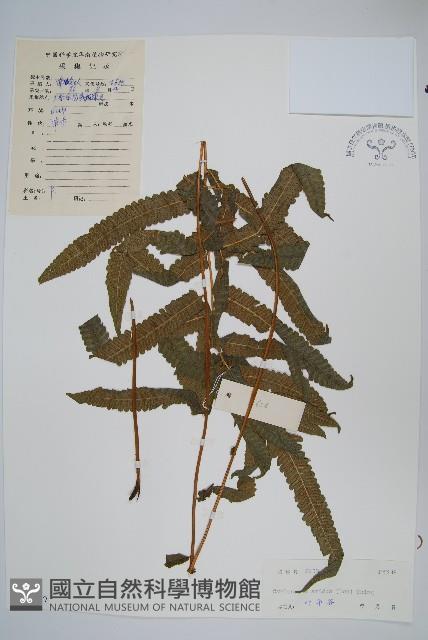 擬毛蕨藏品圖，第1張