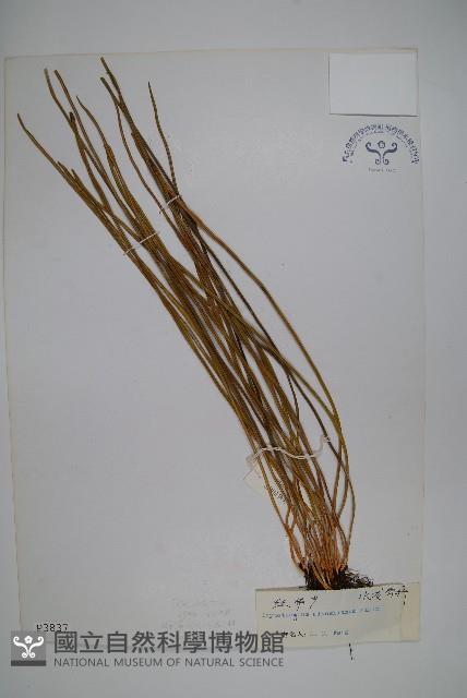 二條線蕨藏品圖，第1張