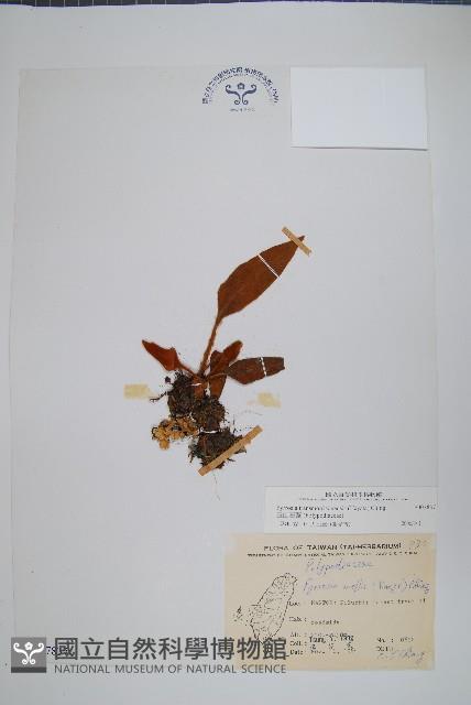 盧山石葦藏品圖，第1張