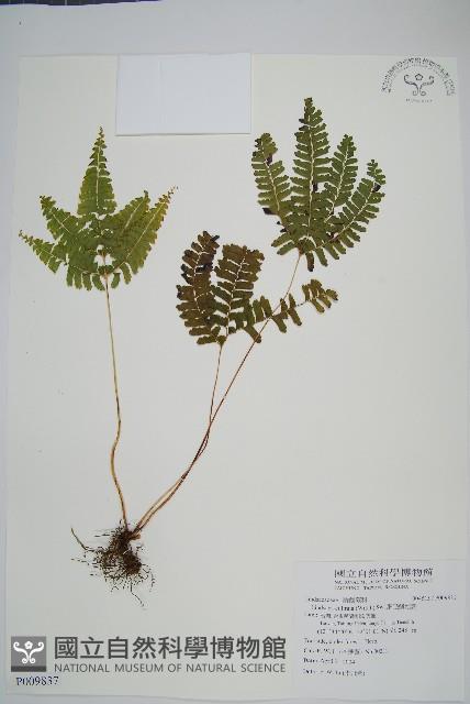 網脈鱗始蕨藏品圖，第1張