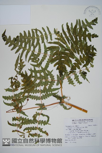 栗蕨藏品圖，第1張