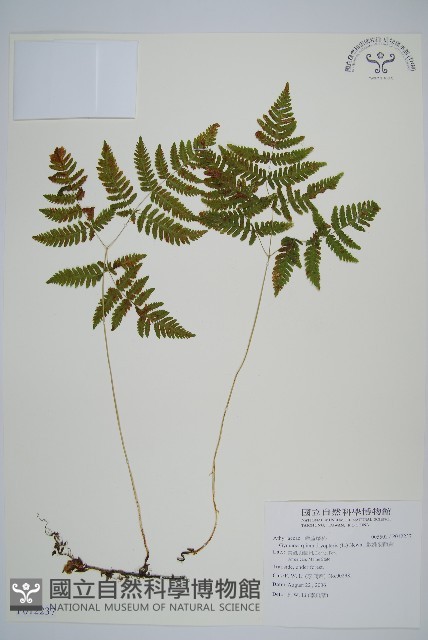 歐洲羽節蕨藏品圖，第1張