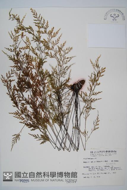 威氏鐵角蕨藏品圖，第1張