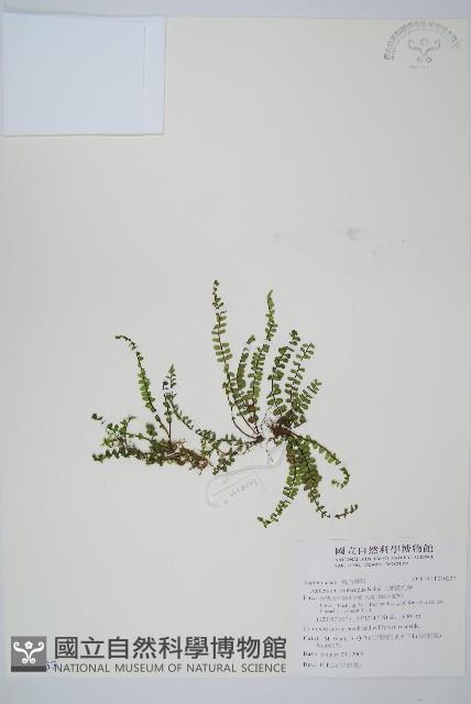 三翅鐵角蕨藏品圖，第1張