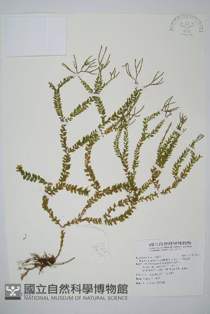 小垂枝石松藏品圖，第1張