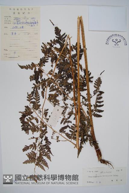 脆葉軸果蕨藏品圖，第1張