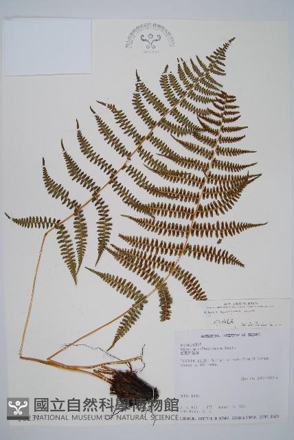 對生蹄蓋蕨藏品圖，第1張