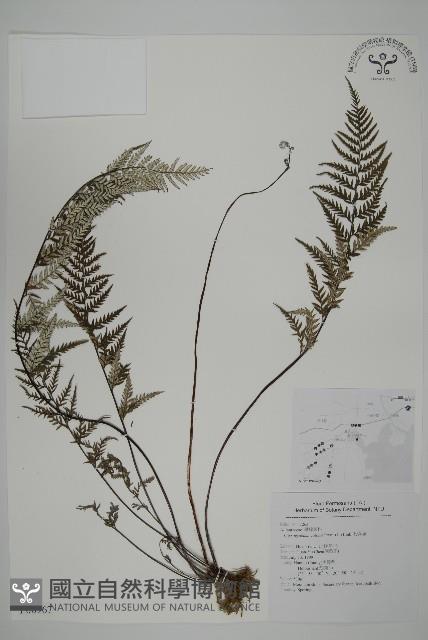 粉葉蕨藏品圖，第1張