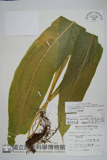 龍骨星蕨藏品圖，第1張